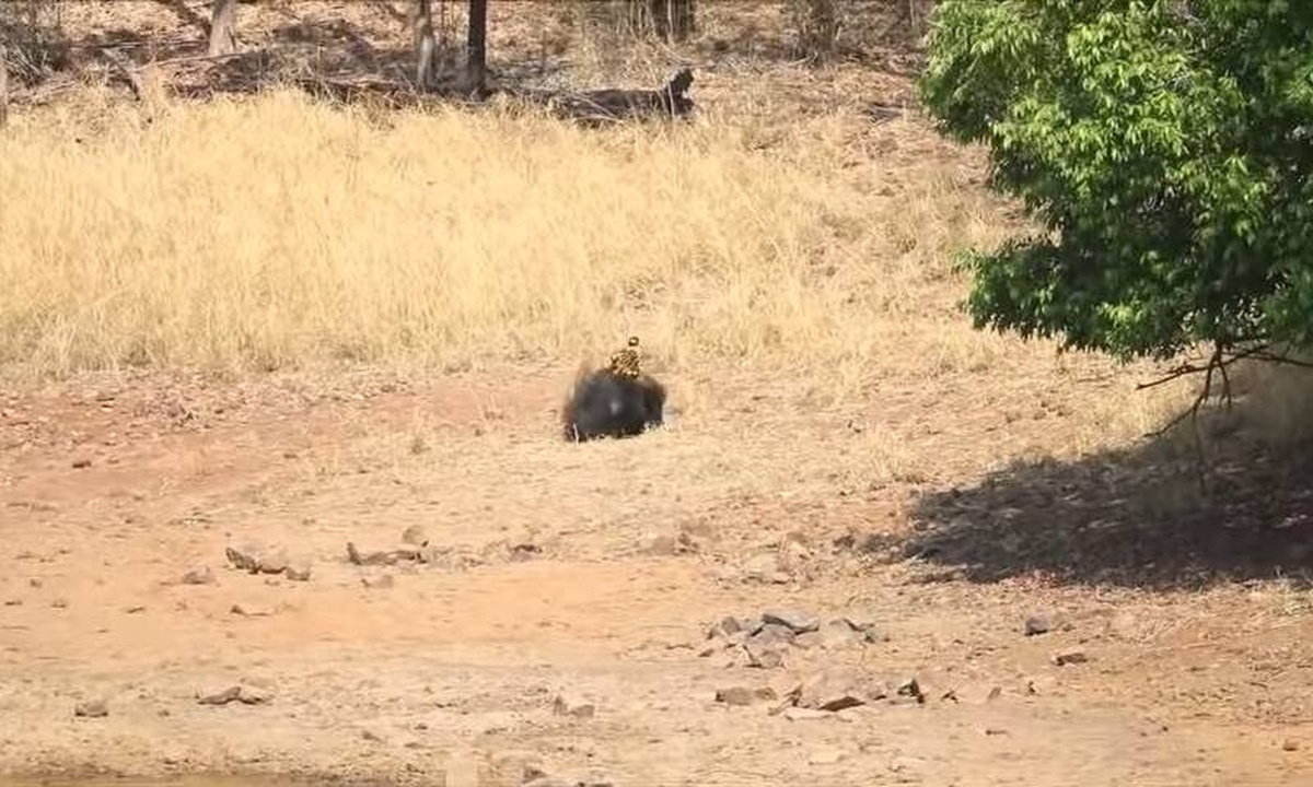 Τίγρης επιτέθηκε στην πιο άγρια αρκούδα στον κόσμο – Η «μάχη» καθηλώνει (video)
