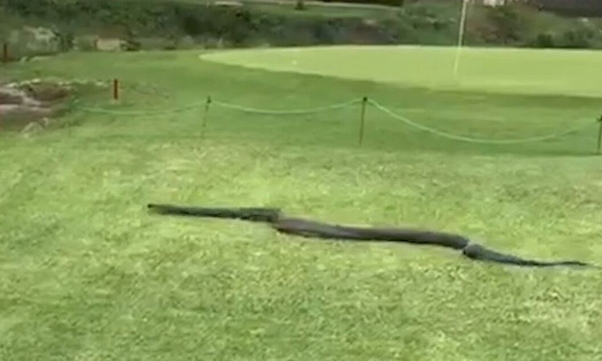 Επαιζαν γκολφ και τα παράτησαν όλα όταν τους επισκέφτηκε κόμπρα - δολοφόνος (vid)
