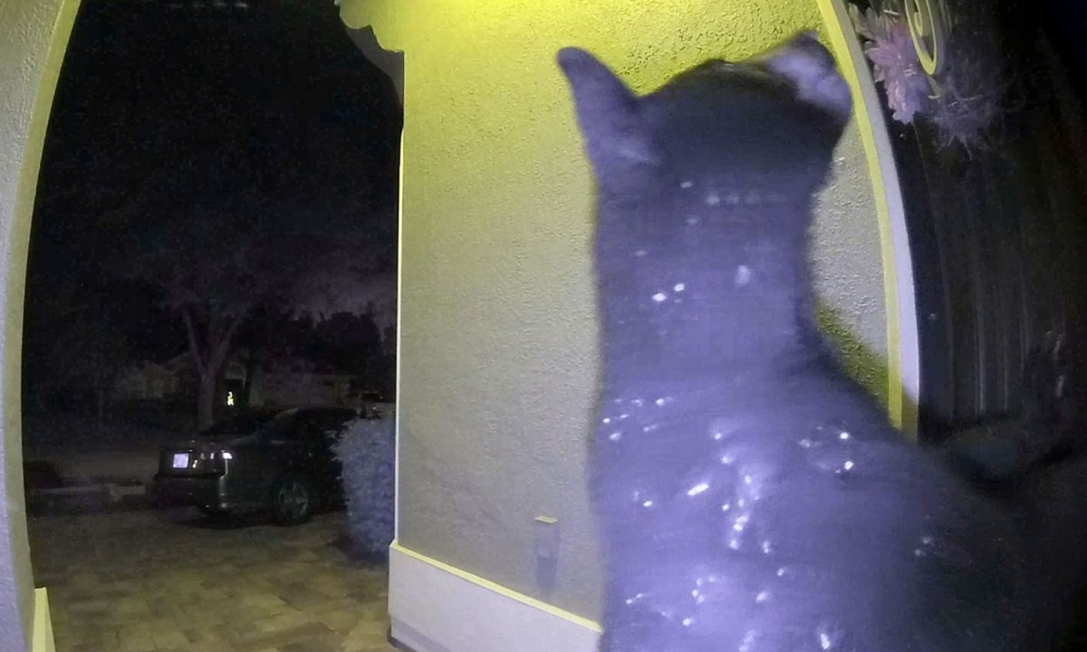 Περίμενε την παραγγελία της. Οταν όμως χτύπησε το κουδούνι έπαθε σοκ... (video)