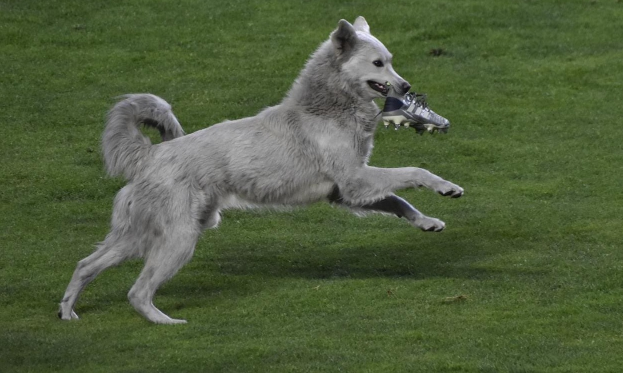 Απίστευτη διακοπή σε αγώνα: Σκύλος έκλεψε παπούτσι (video+photos)