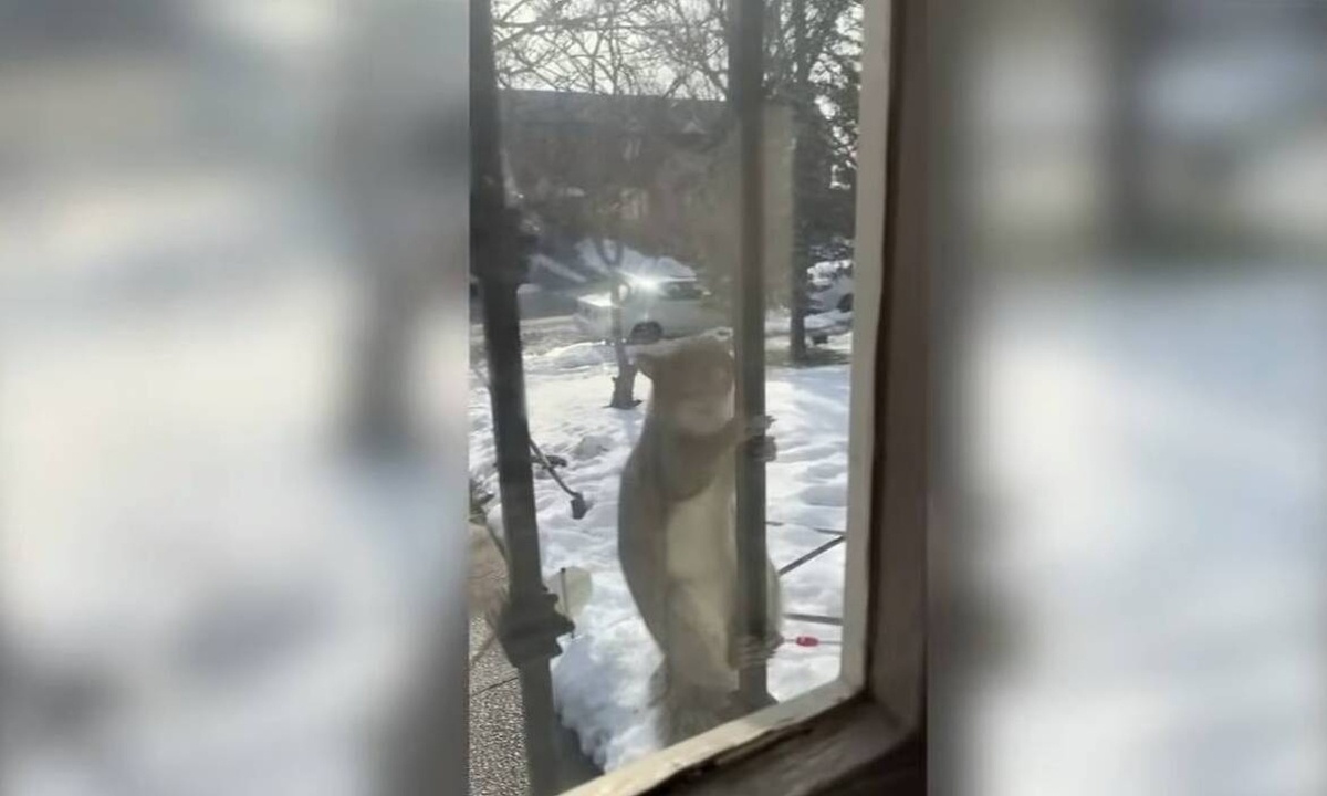 Τρόμος με σκίουρους που επιτίθενται σε πολίτες (video)