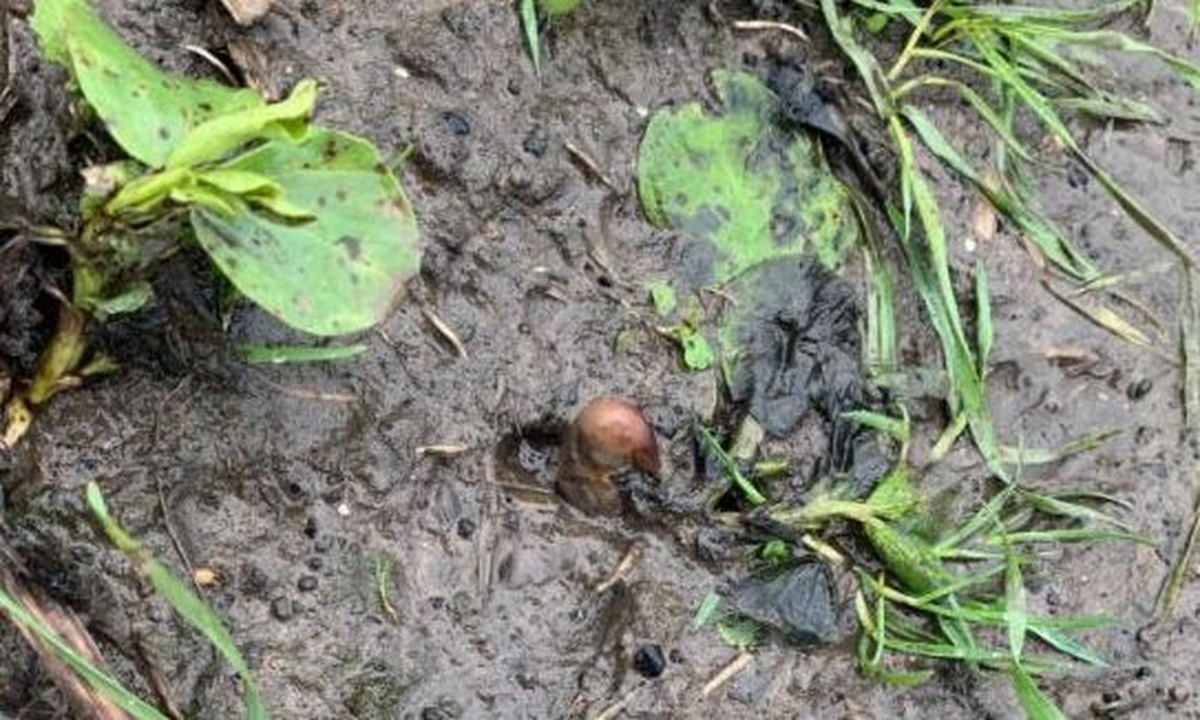 Είδε ένα... ανθρώπινο δάχτυλο θαμμένο στη λάσπη - Το απόλυτο σοκ όταν το έβγαλαν