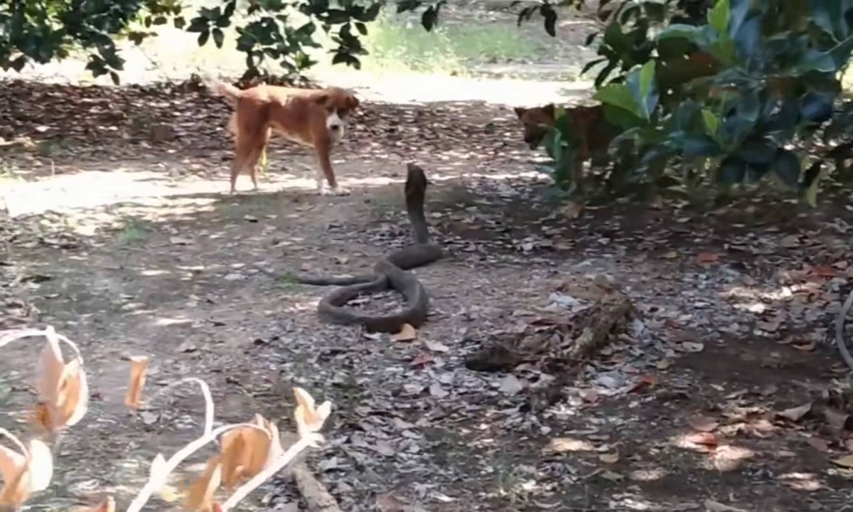 Σκυλιά «πάλεψαν» με βασιλική κόμπρα για να σώσουν τα αφεντικά τους – Δείτε τι συνέβη (vid)