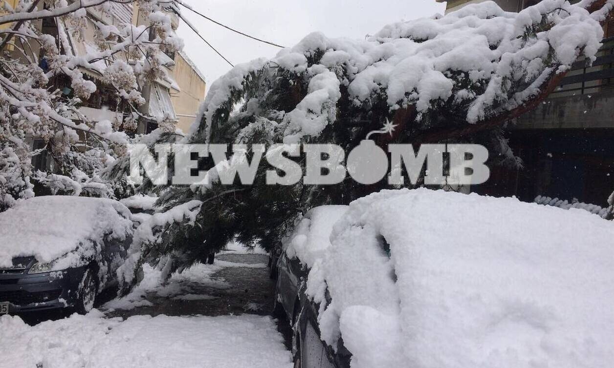 Πώς μπορούν να διεκδικήσουν αποζημιώσεις όσοι υπέστησαν ζημιές ή τραυματίσθηκαν από πτώσεις δέντρων