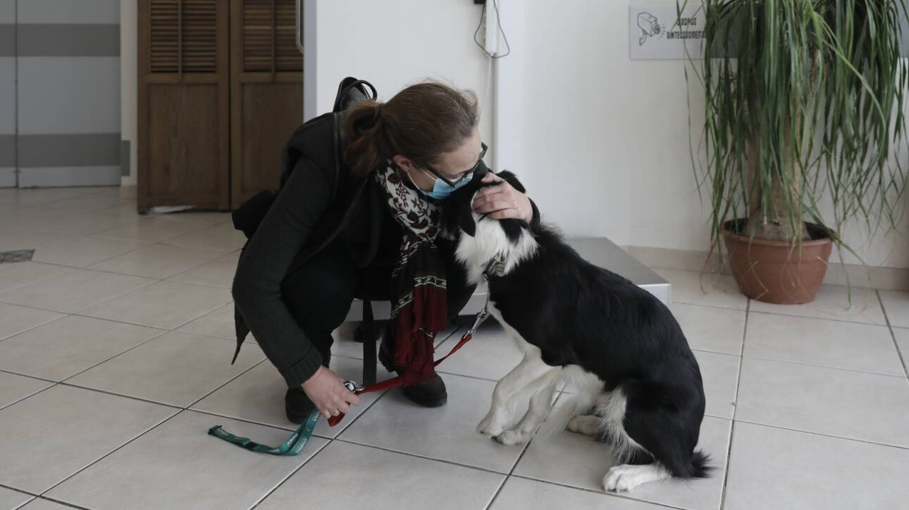 Τι αλλάζει με το νέο νομοσχέδιο για τα ζώα συντροφιάς και τα αδέσποτα