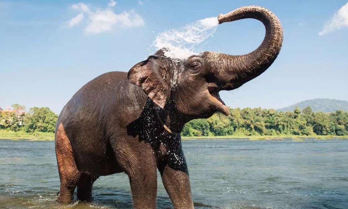 Ελέφαντας έκανε «ντου» στην κουζίνα - Τα είδαν όλα οι ιδιοκτήτες του σπιτιού