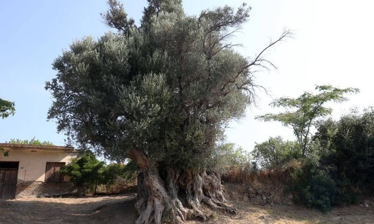 Εύβοια: Η Ελιά των 2.700 ετών που στέκει αγέρωχη στον χρόνο