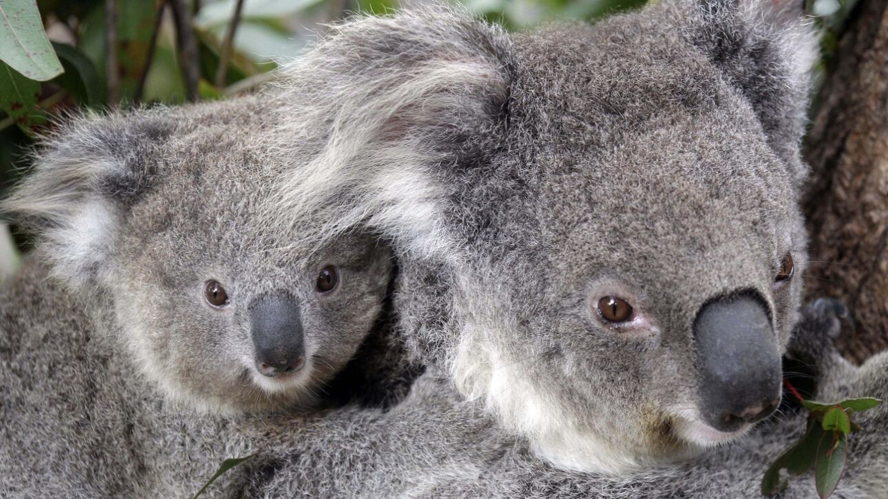 Επιχείρηση... ελευθερίας για 400 κοάλα: Θα εμβολιαστούν ενάντια στα χλαμύδια