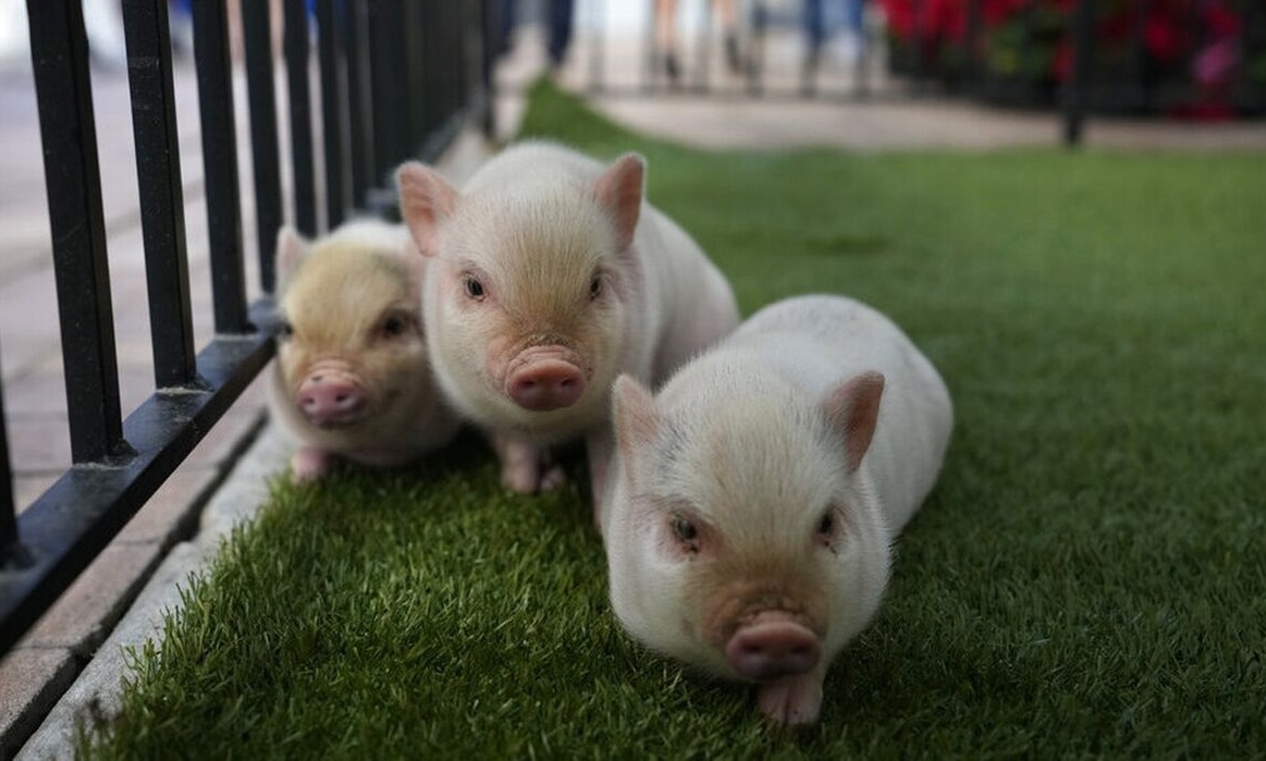 Μαϊάμι: Τέσσερα μικρά γουρουνάκια έλαβαν χάρη λόγω Χριστουγέννων
