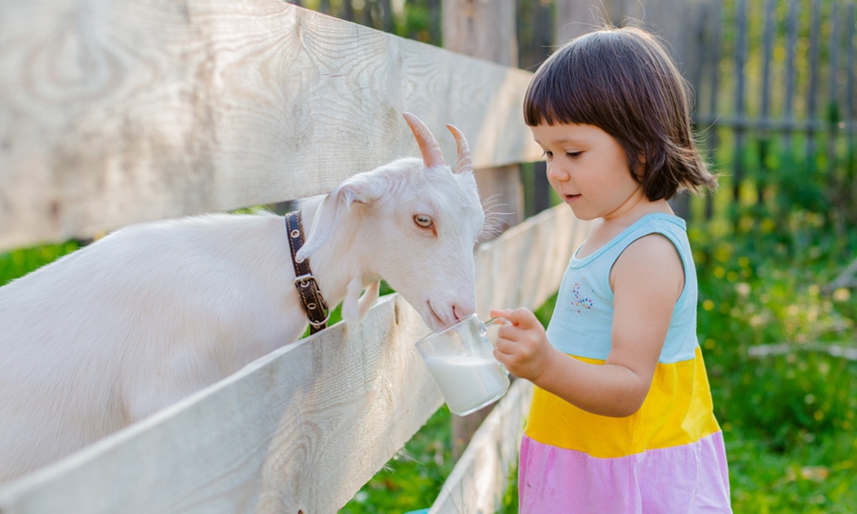 Κατσικίσιο γάλα: 5 λόγοι που είναι καλύτερο από το αγελαδινό (εικόνες)