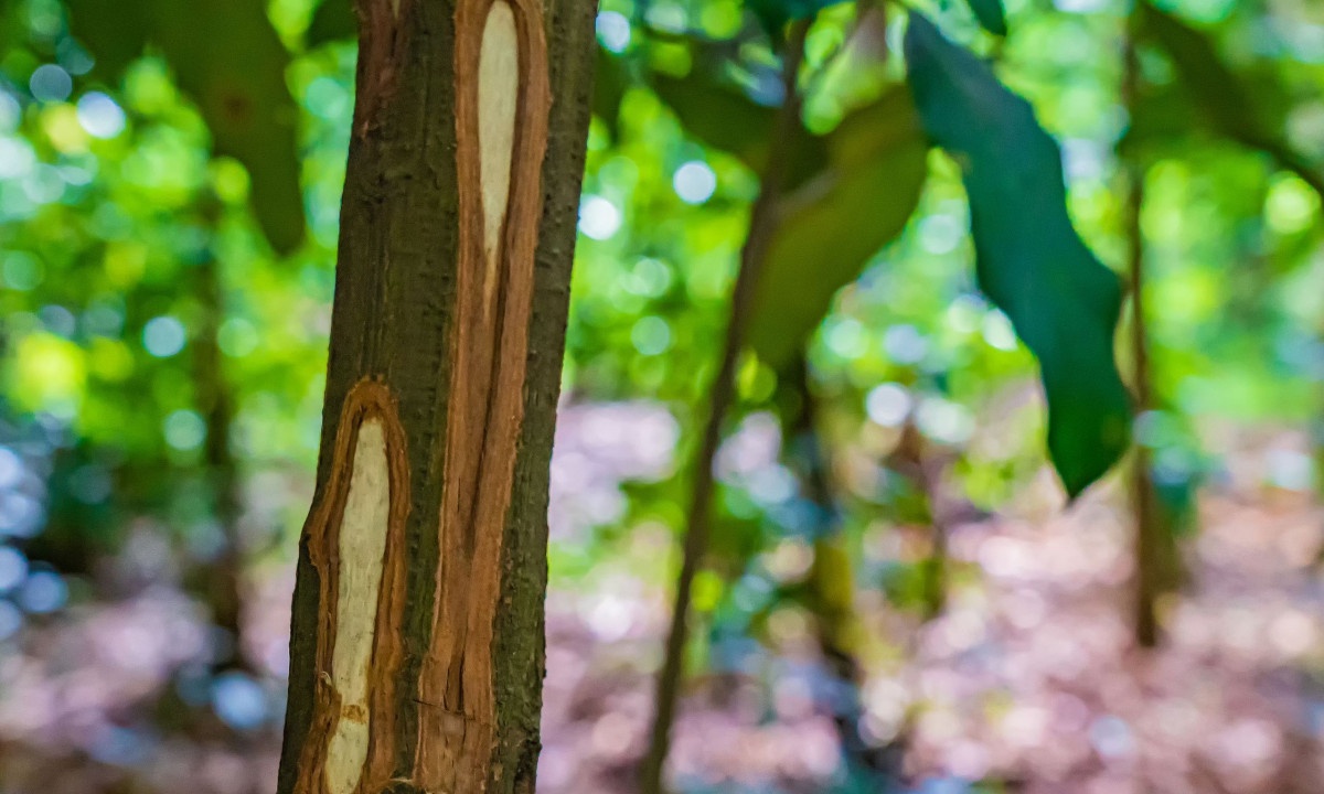 11 οφέλη από την κατανάλωση κανέλας (εικόνες)