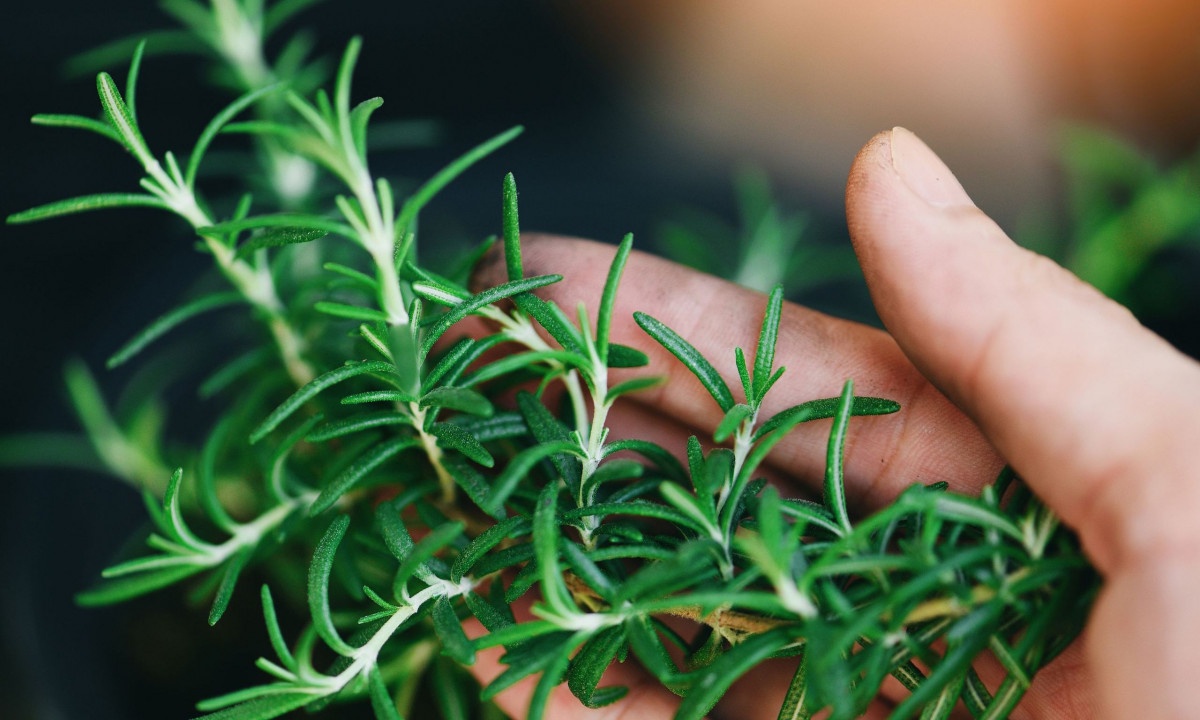 Έλαιο δεντρολίβανου: Τα οφέλη & ο τρόπος να το φτιάξετε στο σπίτι