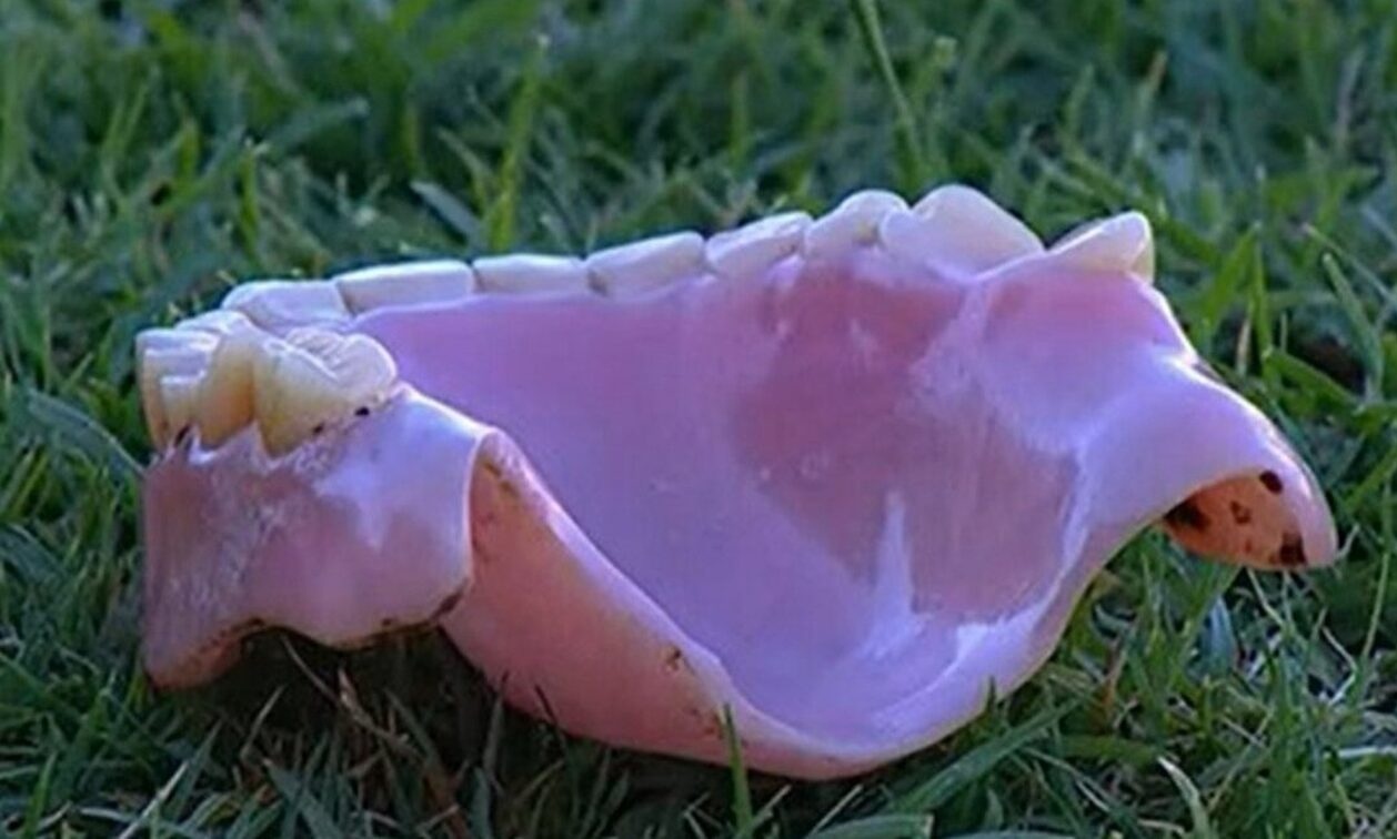 Βραζιλία: Ρεπόρτερ δέχθηκε μασέλα από την εξέδρα σε πανηγυρισμούς (video)