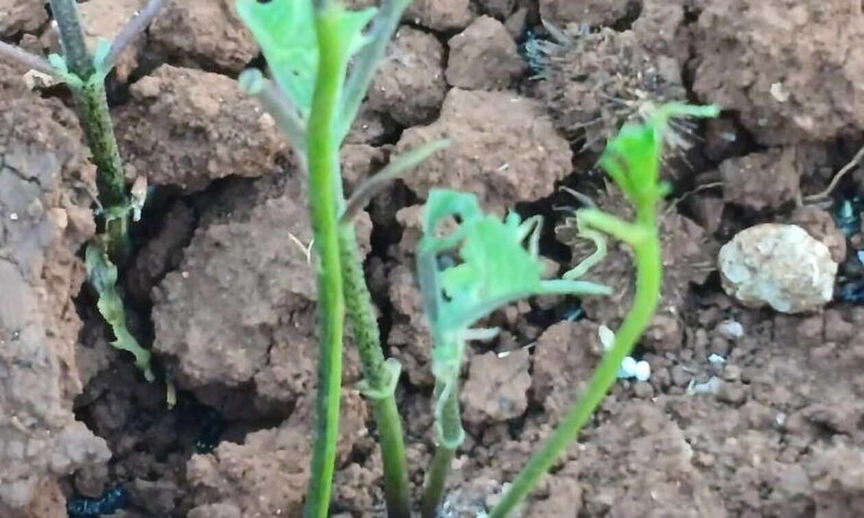 Επιδρομή από εκατομμύρια ακρίδες στην Ελλάδα