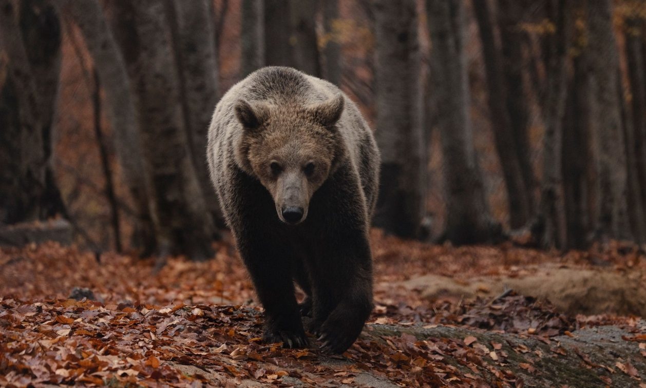Ξύπνησαν οι αρκούδες στο Νυμφαίο, ανοίγει πάλι το Κέντρο Προστασίας Αρκούδας