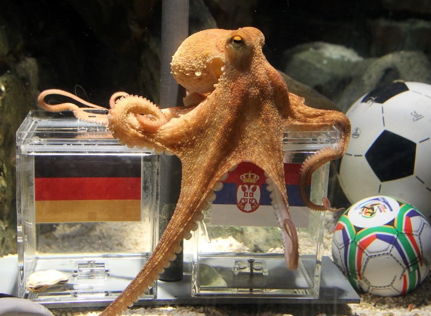 Πολ το Χταπόδι Vs Λάμα (Photos+Videos)