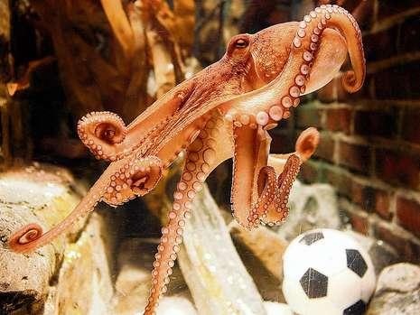 Πολ το Χταπόδι Vs Λάμα (Photos+Videos)