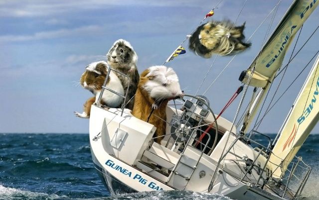 Ολυμπιονίκες… τρωκτικά (photos)