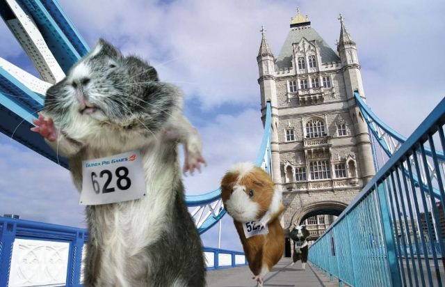 Ολυμπιονίκες… τρωκτικά (photos)