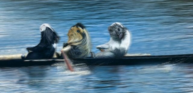 Ολυμπιονίκες… τρωκτικά (photos)