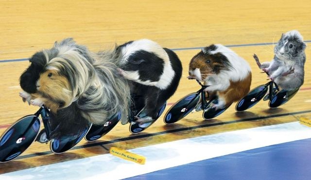 Ολυμπιονίκες… τρωκτικά (photos)