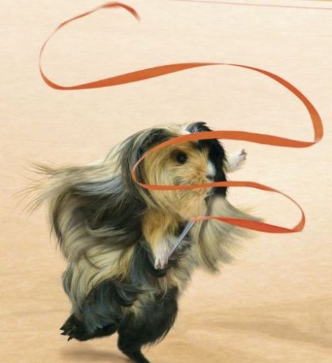 Ολυμπιονίκες… τρωκτικά (photos)