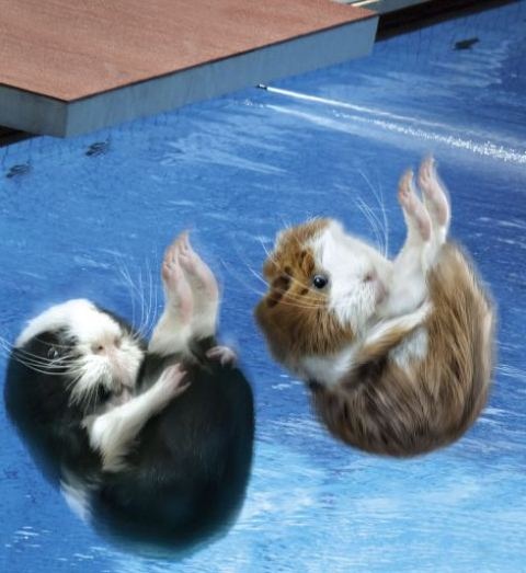 Ολυμπιονίκες… τρωκτικά (photos)