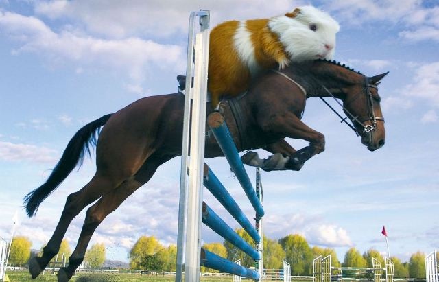 Ολυμπιονίκες… τρωκτικά (photos)