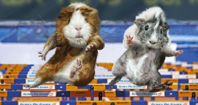 Ολυμπιονίκες… τρωκτικά (photos)