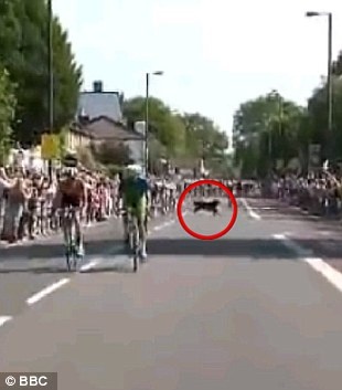 Λονδίνο 2012: Αδέσποτος σκύλος έκανε... ποδηλασία (photos)