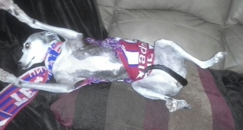 Τρέλα με Κουρτουά (photos)