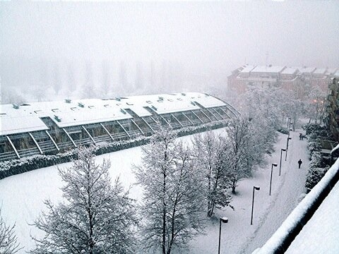 Πάρμα: «Χάζεψε» το χιόνι ο Νίνης! (photos)