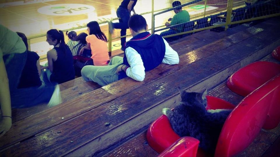 Ίκαροι Σερρών: Και γάτα έχουμε! (photo)