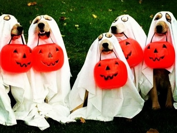 Τότεναμ: Πώς έκανες έτσι τα σκυλιά σου Σολδάδο; (photo)