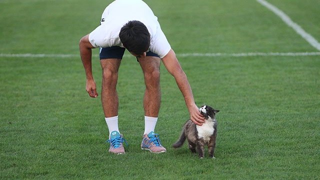 Ρωσία: Η ημέρα μιας... γάτας στο γήπεδο (photos)