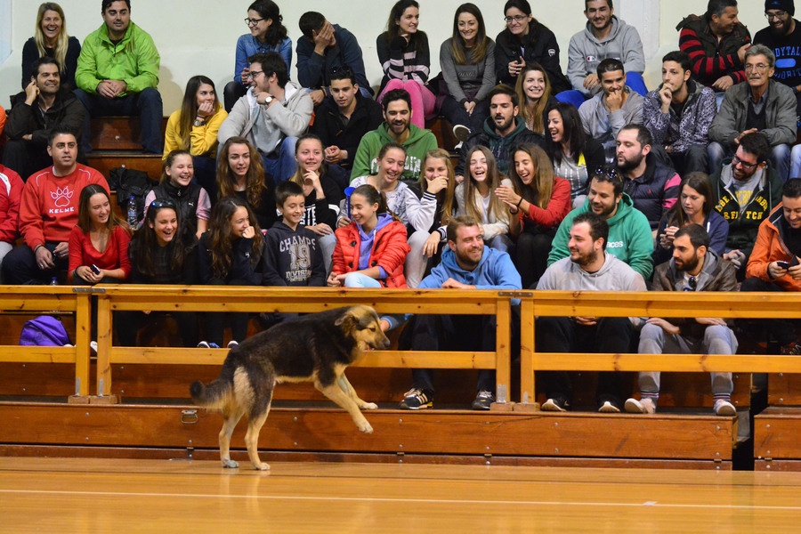 ΕΣΚΑΚ: Σκύλος διέκοψε αγώνα (photos)