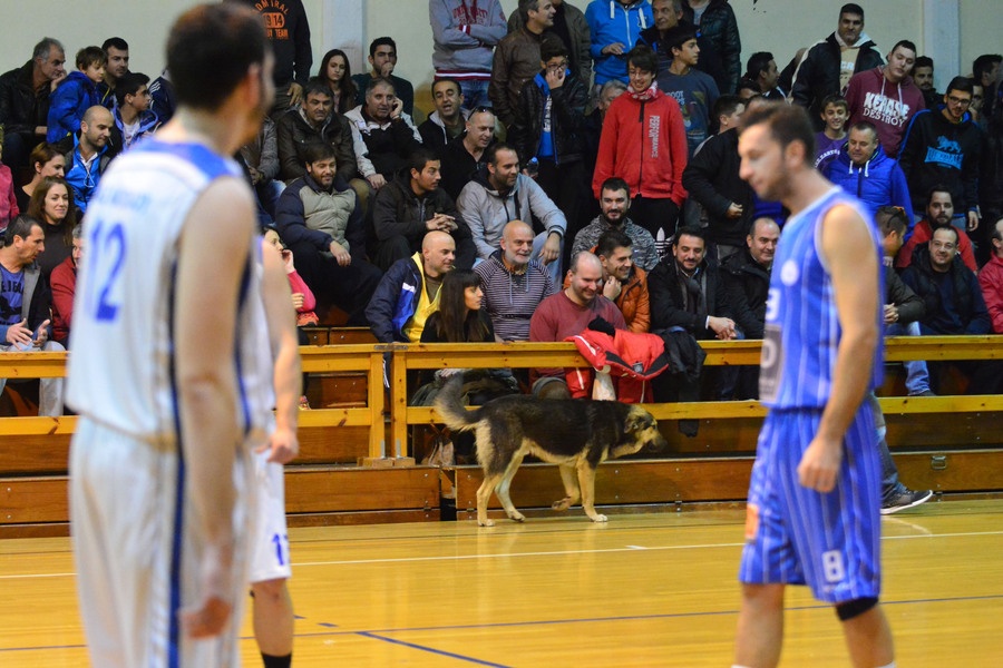 ΕΣΚΑΚ: Σκύλος διέκοψε αγώνα (photos)