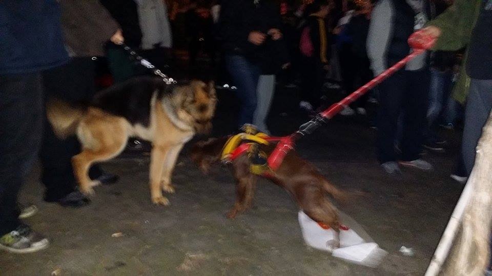 Και τα σκυλιά… ΑΕΚ είναι! (photos)