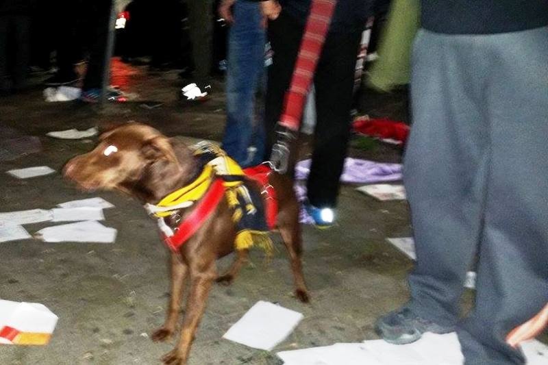 Και τα σκυλιά… ΑΕΚ είναι! (photos)