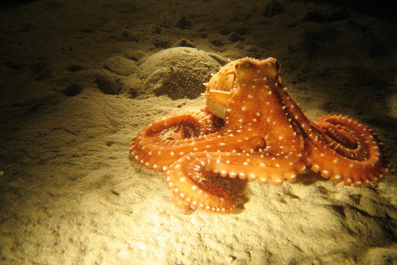 Η scubahellas.com στη boot 2015 (photos)