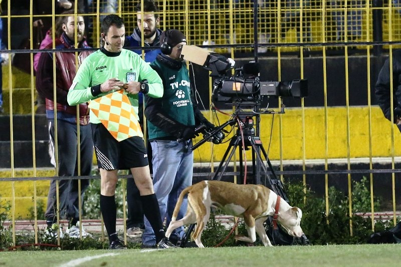 Σκυλίσια ζωή στον Ταύρο (photos)