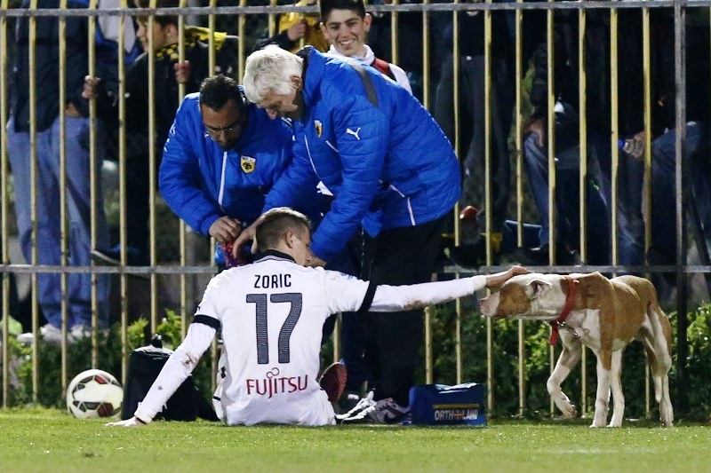 Σκυλίσια ζωή στον Ταύρο (photos)
