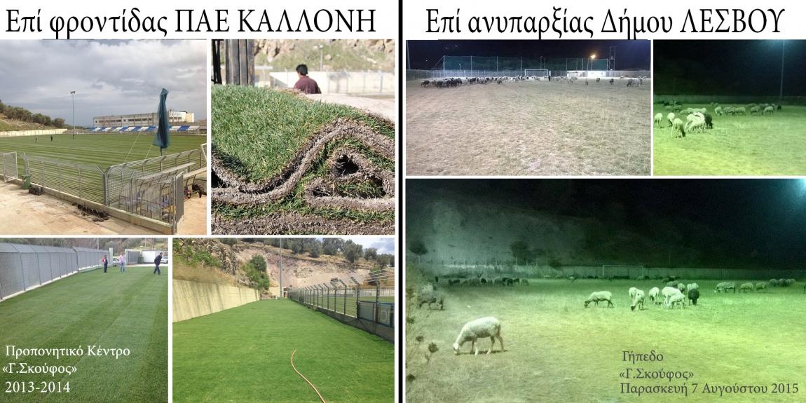 Πρόβατα βοσκούν σε γήπεδο της Super League!!!