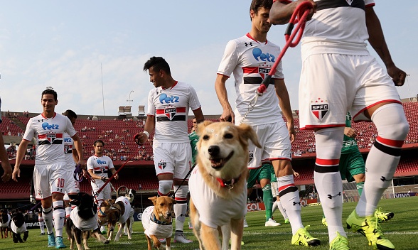 Με σκυλιά αντί για παιδιά η Σάο Πάολο! (photos+video)