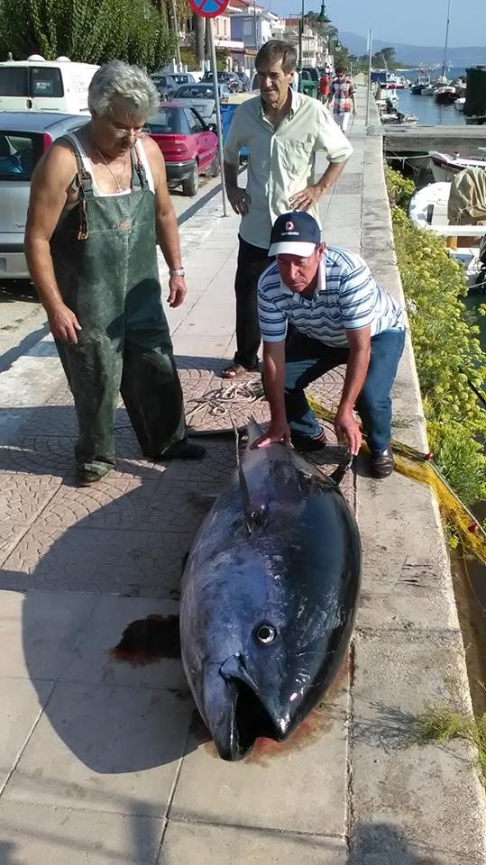 Απίστευτο: Ψαρεύτηκε τόνος 220 κιλών στην Κεφαλονιά! (photos)