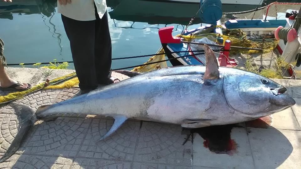 Απίστευτο: Ψαρεύτηκε τόνος 220 κιλών στην Κεφαλονιά! (photos)