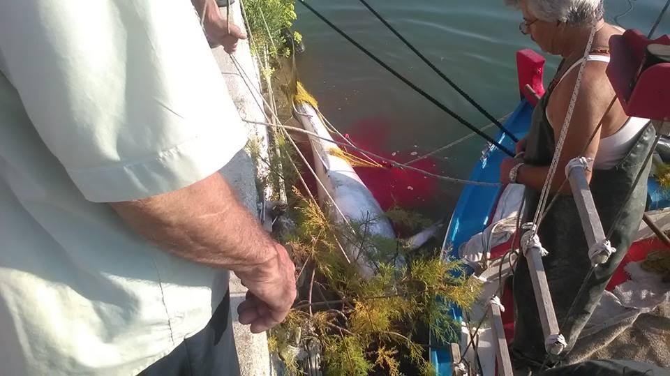 Απίστευτο: Ψαρεύτηκε τόνος 220 κιλών στην Κεφαλονιά! (photos)