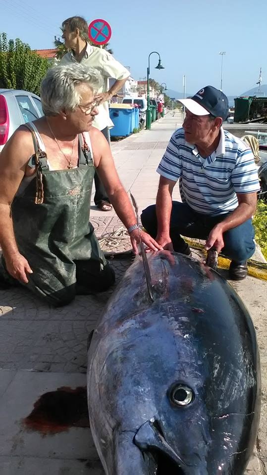 Απίστευτο: Ψαρεύτηκε τόνος 220 κιλών στην Κεφαλονιά! (photos)