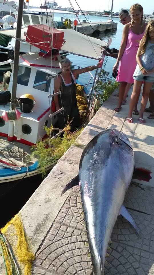 Απίστευτο: Ψαρεύτηκε τόνος 220 κιλών στην Κεφαλονιά! (photos)