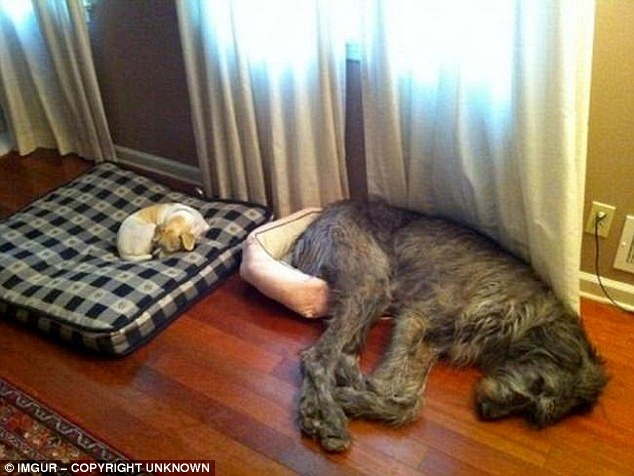 Πάρτε ένα... σκυλάκι για συντροφιά! (photos, videos)